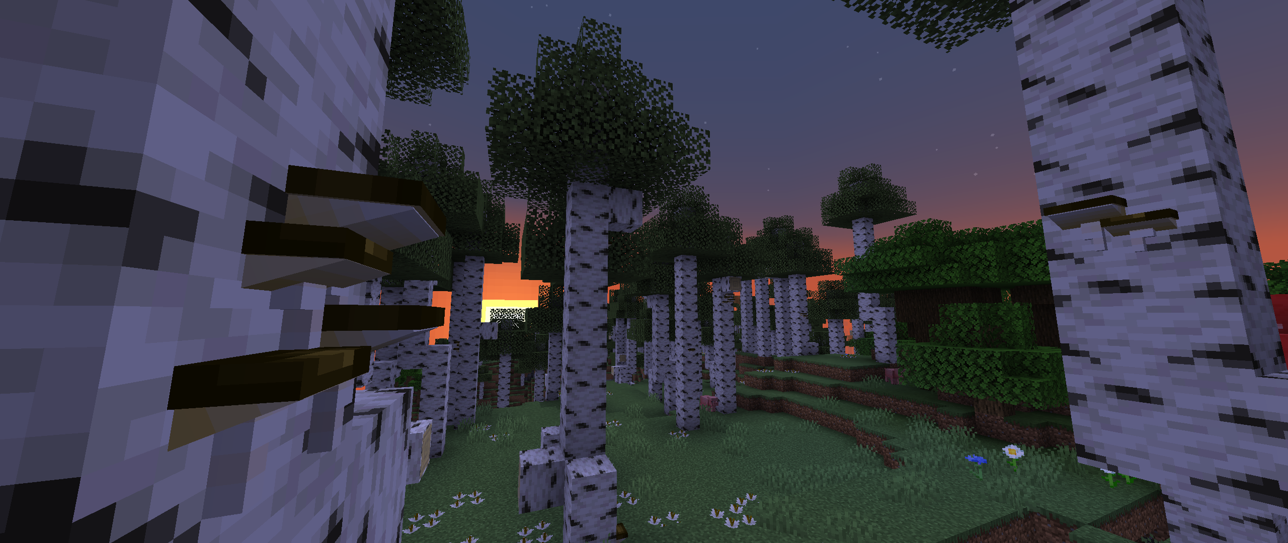 New Birch forests. New Birch forests.